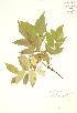  ( - AP415)  @11 [ ] Copyright (2009) Unspecified University of Guelph BIO Herbarium