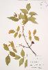  (Fraxinus nigra - KSR 008)  @11 [ ] Unspecified (default): All Rights Reserved  Unspecified Unspecified