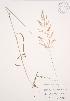  ( - KSRB 046)  @11 [ ] Copyright (2009) Unspecified University of Guelph BIO Herbarium