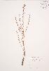  ( - AP423)  @11 [ ] Copyright (2009) Unspecified University of Guelph BIO Herbarium