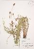  ( - AP257)  @11 [ ] Copyright (2009) Unspecified University of Guelph BIO Herbarium