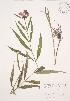  (Chelone - AP352)  @11 [ ] Unspecified (default): All Rights Reserved  Unspecified Unspecified