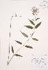  ( - AP211)  @11 [ ] Copyright (2009) Unspecified University of Guelph BIO Herbarium