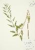  (Lycopus americanus - AP230)  @11 [ ] Unspecified (default): All Rights Reserved  Unspecified Unspecified