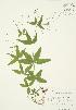  (Galium lanceolatum - AP203)  @11 [ ] Unspecified (default): All Rights Reserved  Unspecified Unspecified