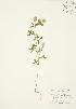 (Trifolium aureum - AP182)  @11 [ ] Unspecified (default): All Rights Reserved  Unspecified Unspecified