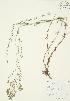  (Galium verum - AP183)  @11 [ ] Unspecified (default): All Rights Reserved  Unspecified Unspecified