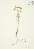  (Euphorbia cyparissias - AP041)  @11 [ ] Unspecified (default): All Rights Reserved  Unspecified Unspecified