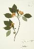  ( - AP053)  @11 [ ] Copyright (2009) Unspecified University of Guelph BIO Herbarium