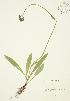  ( - AP054)  @11 [ ] Copyright (2009) Unspecified University of Guelph BIO Herbarium