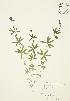  (Galium aparine - AP068)  @11 [ ] Copyright (2009) Unspecified University of Guelph BIO Herbarium