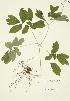  (Caulophyllum thalictroides - JAG 0030)  @11 [ ] Copyright (2009) Unspecified University of Guelph BIO Herbarium