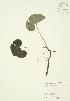  ( - JAG 0022)  @11 [ ] Copyright (2009) Unspecified University of Guelph BIO Herbarium