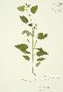  ( - JAG 0024)  @11 [ ] Copyright (2009) Unspecified University of Guelph BIO Herbarium