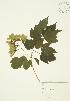  (Acer tataricum subsp. ginnala - AP262)  @13 [ ] Unspecified (default): All Rights Reserved  Unspecified Unspecified