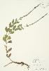  (Verbena stricta - AP251a)  @11 [ ] Unspecified (default): All Rights Reserved  Unspecified Unspecified