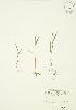  (Dichanthelium sabulorum - JAG 0674)  @11 [ ] Unspecified (default): All Rights Reserved  Unspecified Unspecified