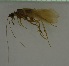  ( - 17KT200)  @11 [ ] CreativeCommons - Attribution (2017) Kitiya Thawarorit PNU Thailand