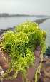  (Ulva meridionalis - RUG01)  @11 [ ] Copyright (2025) Unspecified Khulna University