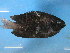 ( - KUT 6762)  @13 [ ] Unspecified (default): All Rights Reserved  South African Institute for Aquatic Biodiversity (SAIAB) Unspecified