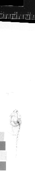  ( - KUT 2495)  @11 [ ] CreativeCommons - Attribution (2025) Unspecified University of Kansas, Biodiversity Institute