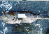  (Mycteroperca tigris - KUT 104)  @12 [ ] Unspecified (default): All Rights Reserved  University of Kansas Biodiversity Institute (KUBI) Unspecified
