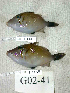  ( - KUT 4445)  @11 [ ] Unspecified (default): All Rights Reserved  University of Kansas Biodiversity Institute (KUBI) Unspecified