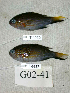  ( - KUT 4525)  @13 [ ] Unspecified (default): All Rights Reserved  University of Kansas Biodiversity Institute (KUBI) Unspecified