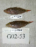  ( - KUT 4548)  @12 [ ] Unspecified (default): All Rights Reserved  University of Kansas Biodiversity Institute (KUBI) Unspecified