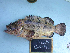  (Epinephelus fuscoguttatus - KUT 4665)  @13 [ ] Unspecified (default): All Rights Reserved  University of Kansas Biodiversity Institute (KUBI) Unspecified