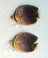  ( - KUT 4905)  @12 [ ] Unspecified (default): All Rights Reserved  University of Kansas Biodiversity Institute (KUBI) Unspecified
