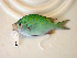  (Chromis viridis - KUT 5442)  @15 [ ] Unspecified (default): All Rights Reserved  University of Kansas Biodiversity Institute (KUBI) Unspecified