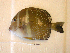  (Acanthurus guttatus - KUT 5489)  @14 [ ] Unspecified (default): All Rights Reserved  University of Kansas Biodiversity Institute (KUBI) Unspecified