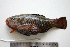  ( - KUT 6805)  @14 [ ] Unspecified (default): All Rights Reserved  University of Kansas Biodiversity Institute (KUBI) Unspecified