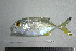  ( - KUT 6827)  @11 [ ] Unspecified (default): All Rights Reserved  University of Kansas Biodiversity Institute (KUBI) Unspecified