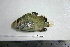  ( - KUT 6832)  @13 [ ] Unspecified (default): All Rights Reserved  University of Kansas Biodiversity Institute (KUBI) Unspecified
