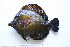  ( - KUT 6930)  @13 [ ] Unspecified (default): All Rights Reserved  University of Kansas Biodiversity Institute (KUBI) Unspecified