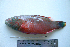  (Oxycheilinus digramma - KUT 6992)  @14 [ ] Unspecified (default): All Rights Reserved  University of Kansas Biodiversity Institute (KUBI) Unspecified