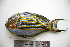  (Acanthurus lineatus - KUT 7037)  @14 [ ] Unspecified (default): All Rights Reserved  University of Kansas Biodiversity Institute (KUBI) Unspecified