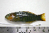  ( - KUT 7053)  @12 [ ] Unspecified (default): All Rights Reserved  University of Kansas Biodiversity Institute (KUBI) Unspecified