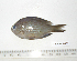  (Chromis lepidolepis - KUT 7142)  @12 [ ] Unspecified (default): All Rights Reserved  University of Kansas Biodiversity Institute (KUBI) Unspecified