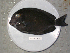  (Acanthurus leucocheilus - KUT 7198)  @11 [ ] Unspecified (default): All Rights Reserved  University of Kansas Biodiversity Institute (KUBI) Unspecified