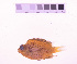  (Chromis enchrysurus - KUT 1161)  @11 [ ] CreativeCommons - Attribution (2025) Unspecified University of Kansas, Biodiversity Institute