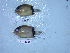  (Chromis retrofasciata - KUT 4483)  @11 [ ] CreativeCommons - Attribution (2025) Unspecified University of Kansas, Biodiversity Institute