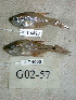  (Taeniamia buruensis - KUT 4500)  @11 [ ] CreativeCommons - Attribution (2025) Unspecified University of Kansas, Biodiversity Institute