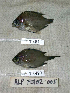  (Chromis earina - KUT 4511)  @11 [ ] CreativeCommons - Attribution (2025) Unspecified University of Kansas, Biodiversity Institute