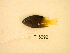  (Chrysiptera traceyi - KUT 5692)  @11 [ ] CreativeCommons - Attribution (2025) Unspecified University of Kansas, Biodiversity Institute