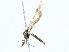  ( - BIOUG85282-E05)  @11 [ ] CreativeCommons - Attribution (2023) CBG Photography Group Centre for Biodiversity Genomics