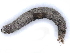  ( - BIOUG91345-H10)  @11 [ ] CreativeCommons - Attribution Non-Commercial Share-Alike (2022) CBG Photography Group Centre for Biodiversity Genomics