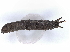  ( - BIOUG91347-A12)  @11 [ ] CreativeCommons - Attribution Non-Commercial Share-Alike (2022) CBG Photography Group Centre for Biodiversity Genomics